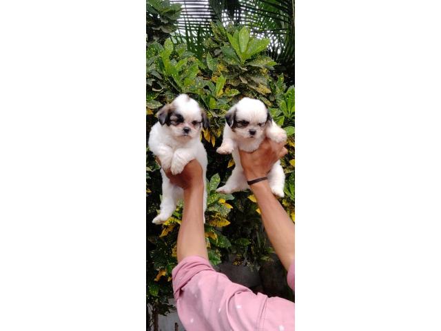 Lhasa Apso Puppies Price in Pune, Available for Sale - 3/3