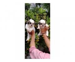 Lhasa Apso Puppies Price in Pune, Available for Sale