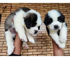 Saint Bernard puppy available in Nagpur