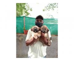 Lhasa Apso Puppy Price in Pune, Lhasa Apso for Sale