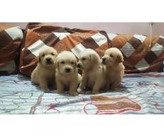 Golden Retriever Male Puppies Available In Pune