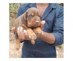 Doberman Puppy Price in Madurai, For Sale, Buy Online