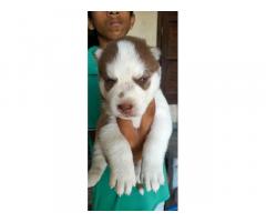 Husky Puppies Price in Ludhiana, Husky for Sale in Ludhiana