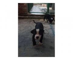 American bully pocket size for Sale in Punjab