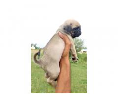 Pug Puppies Buy in Pune, Pug Puppies for Sale