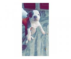 Am Bully Puppies for Sale in Haryana