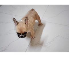 French bulldog puppy price in Mumbai, for Sale, Buy Online