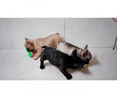 French bulldog puppy price in Mumbai, for Sale, Buy Online