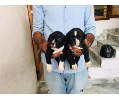AM Bully Puppy Panipat for Sale