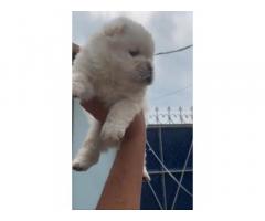 Chow Chow Puppies for Sale in Panipat, Buy Online, Price