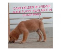 Golden Retriever Puppy Price in Pune, Golden Retriever Puppy Buy Online