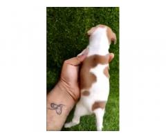 Tiny Chihuahua puppy for sale in Mumbai, Buy Online, Price