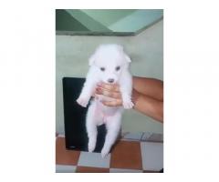 Pomeranian Puppy available in Kumbakonam