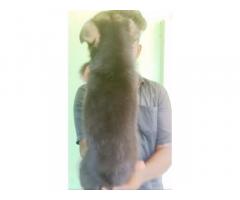 German shepherd Male Female puppy Available for Sale Tirumangalam