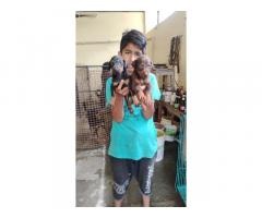 Doberman Puppies available for Sale in Nanded