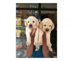 Labrador Male and Female Puppy Available Malkapur