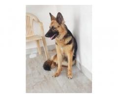 Gsd bush coat female looking for new home in Coimbatore