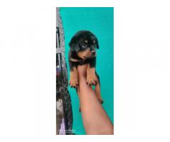 Rottweiler Price in Junnar, Rott male puppy available for sale