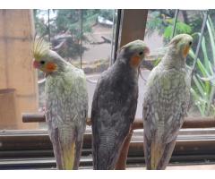 Cockatiel Birds Price in Mumbai, For Sale, Buy Online