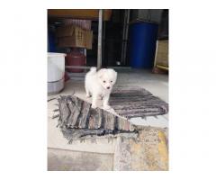 Pomeranian Price in Erode, For Sale, Pom Puppies