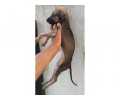 Chippi Price in Trichy, For Sale, Chippiparai Dogs Trichy
