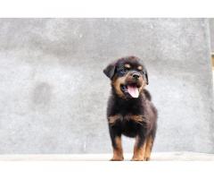 Rottweiler Puppy Price in Pune, For Sale, Rottweiler Puppies