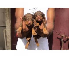 Doberman Puppies Available for Sale in Pudukkottai