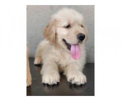 Golden Retriever Male Pup Available Pune