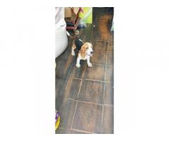 Top Quality proper marking Beagle Male Puppy