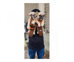 French Bulldog Male and Female with Paper Nagpur