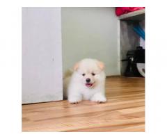 Pomeranian Puppy Price in Surat, For Sale, Buy Online