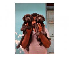 Labrador Puppies Available in Tirunelveli