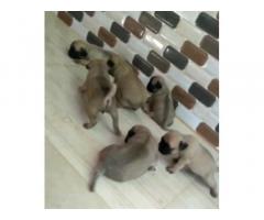 Pug Puppies Price in Tirunelveli, For Sale, Buy Online