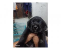 Labrador Puppies Price in Kanpur, For Sale, Buy Online