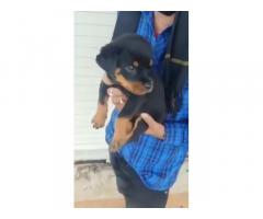 Rottweiler Puppies Price in Jalgaon, For Sale, Buy Online