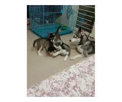 Husky Puppies Price in Pune, For Sale, Buy Online
