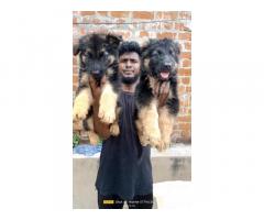 GSD Puppies Price in Gudiyatham Vellore, For Sale, Buy Online