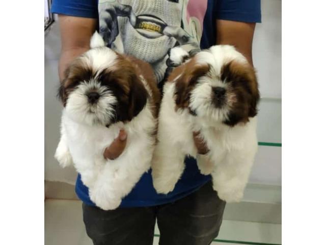 Shihtzu Male Pupps Available For Sale Nashik - 1/2