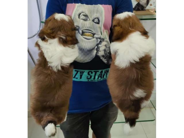 Shihtzu Male Pupps Available For Sale Nashik - 2/2