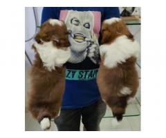 Shihtzu Male Pupps Available For Sale Nashik