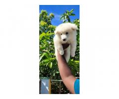 Pomeranian male and female Available