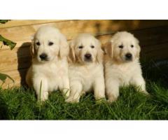 Golden retriver puppies available for sale