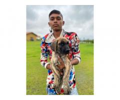 Great Dane Puppies Price in Navsari, For Sale, Buy Online