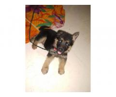Quality Gsd Male Dubble Coat Male Puppy Available
