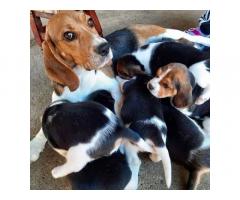 Beagle Puppy for Sale in Delhi, Price, Buy Online