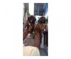 Lhasa Apso Puppies Available for Sale