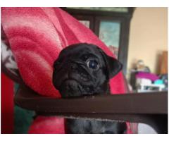 Black Pug Female Puppy Available in Pune