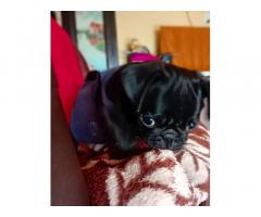 Black Pug Female Puppy Available in Pune