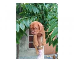 French Mastiff Pup Available for Sale Khanna Punjab