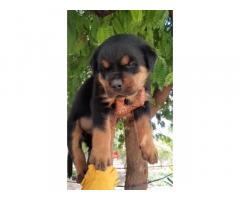 Rottweiler Puppies Available for Sale in Pune